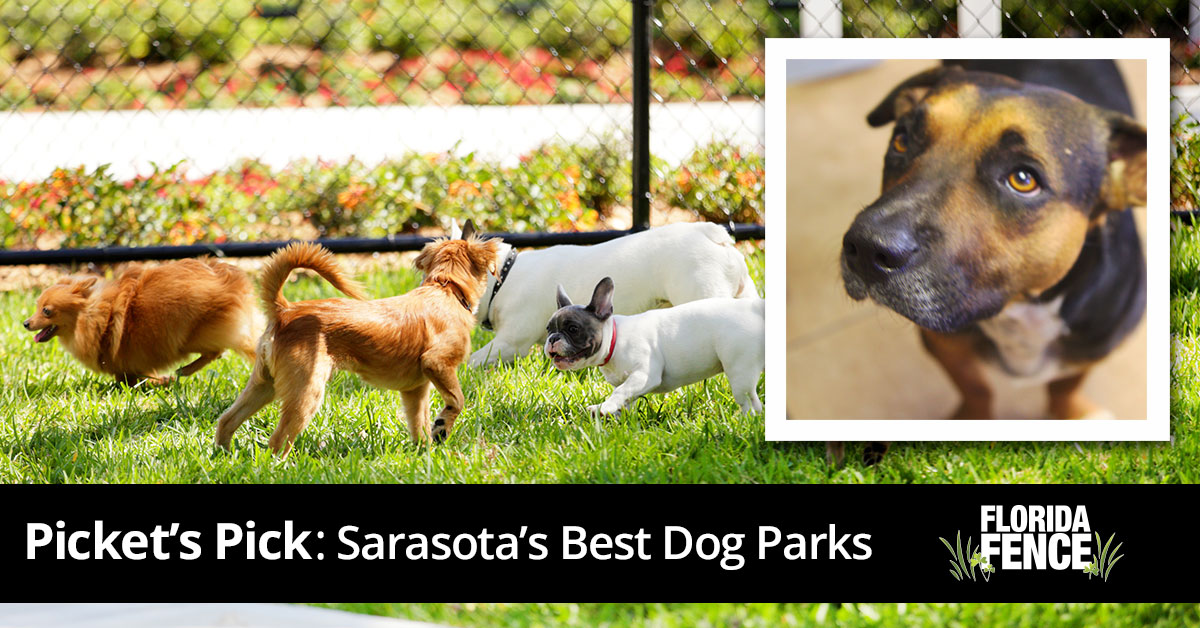Picket’s Pick: Sarasota’s Best Dog Parks