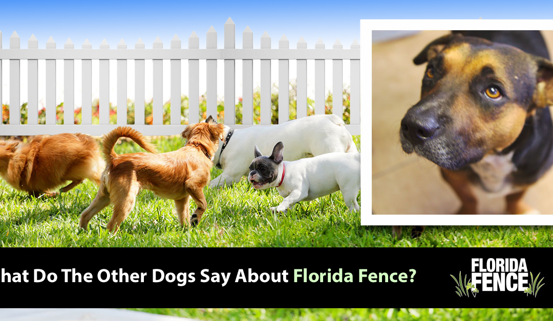 What do the other dogs say about Florida Fence? And their owners, too!