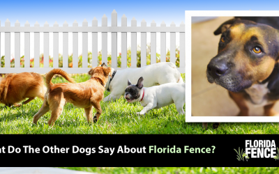 What Do the Other Dogs Say About Florida Fence? (And Their Owners, Too!)